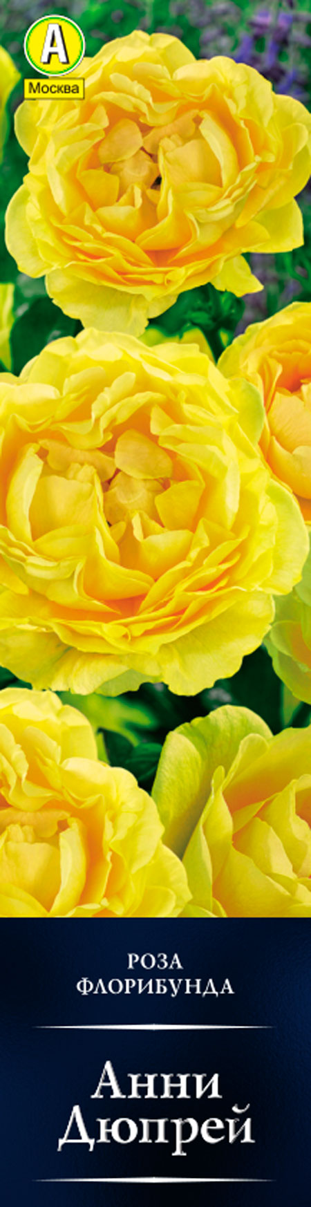 Роза флорибунда Анни Дюпрей в коробке Аэлита 