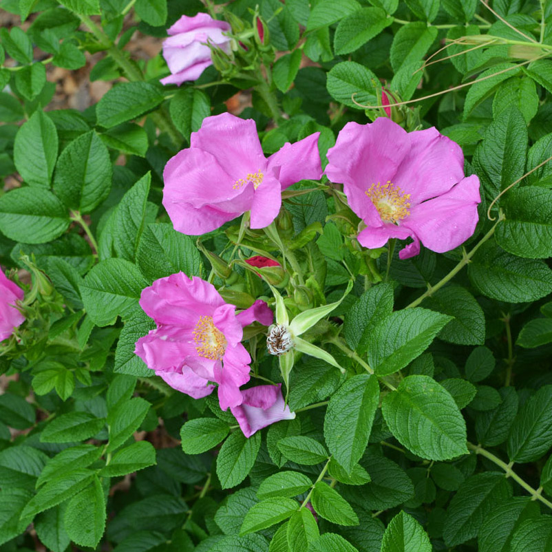 Роза кустовая Дагмар Хаструп v5 Sav 