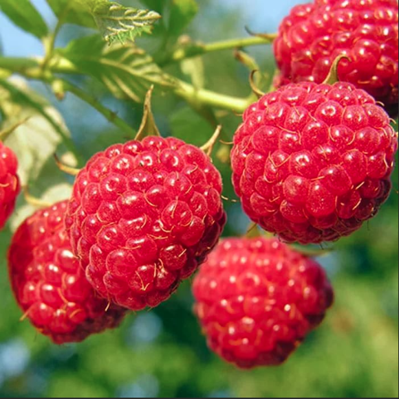 Малина Октавия красн v2 Tim по цене  Малина Октавия красн v2 Tim