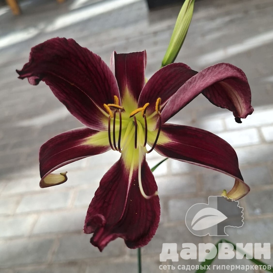 Лилейник Пеинт ит Блек v2 Tim 