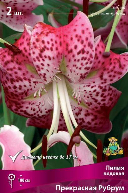 Луковица Лилия видовая Прекрасная Рубрум 16/18 2шт. Поиск 