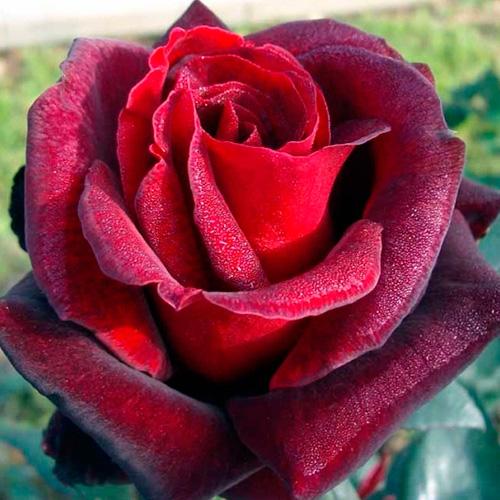 Роза чайно-гибридная Баркаролла, c5 Tim 