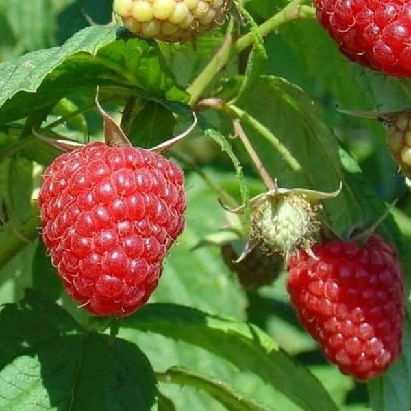 Малина Тадмор красн v2 Tim 