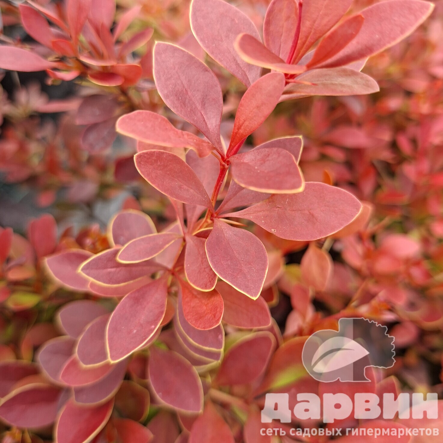 Барбарис тунберга Корал v2 Lav 