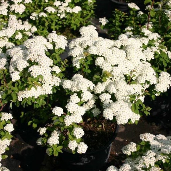 Спирея ниппонская Халвардс Сильвер v2 Lav 