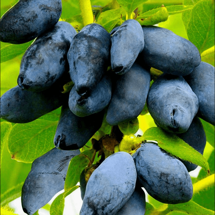 Жимолость Ребекка в коробке Tim 