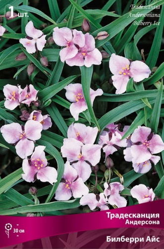 Кореневище Традесканция Андерсона Билберри Айс 1шт Поиск 