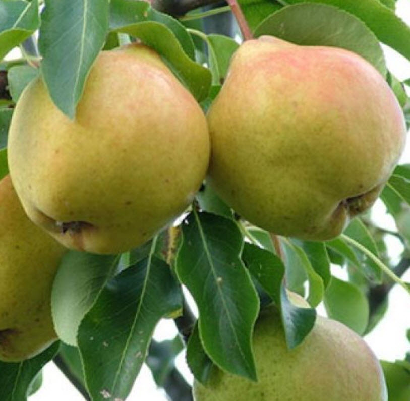 Груша Москвичка С7,5 100-140 ЦО 