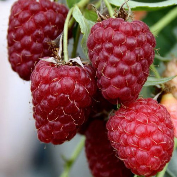 Малина обыкновенная Феномен красная в коробке Tim 