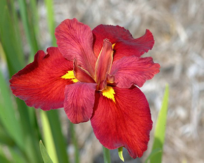 Кореневище Ирис луизианский Энн Чоунинг 1шт Поиск 