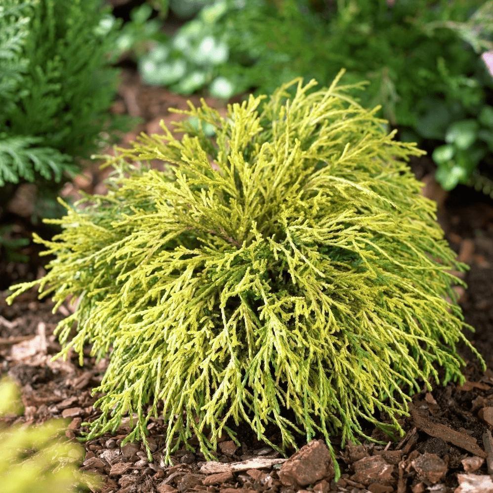 Кипарисовик горохоплодный Санголд v2 Lav по цене  Кипарисовик горохоплодный Санголд v2 Lav