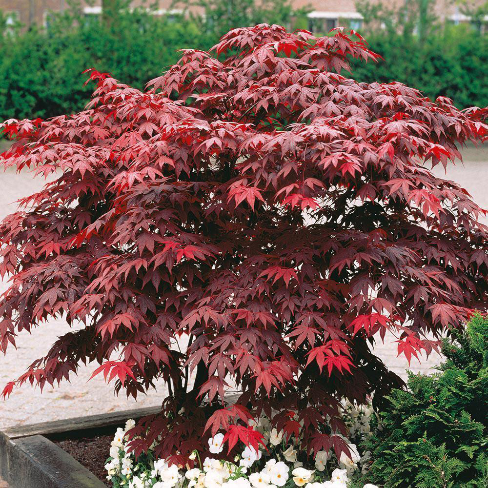 Клен веерный P13 h20-30 Tw 