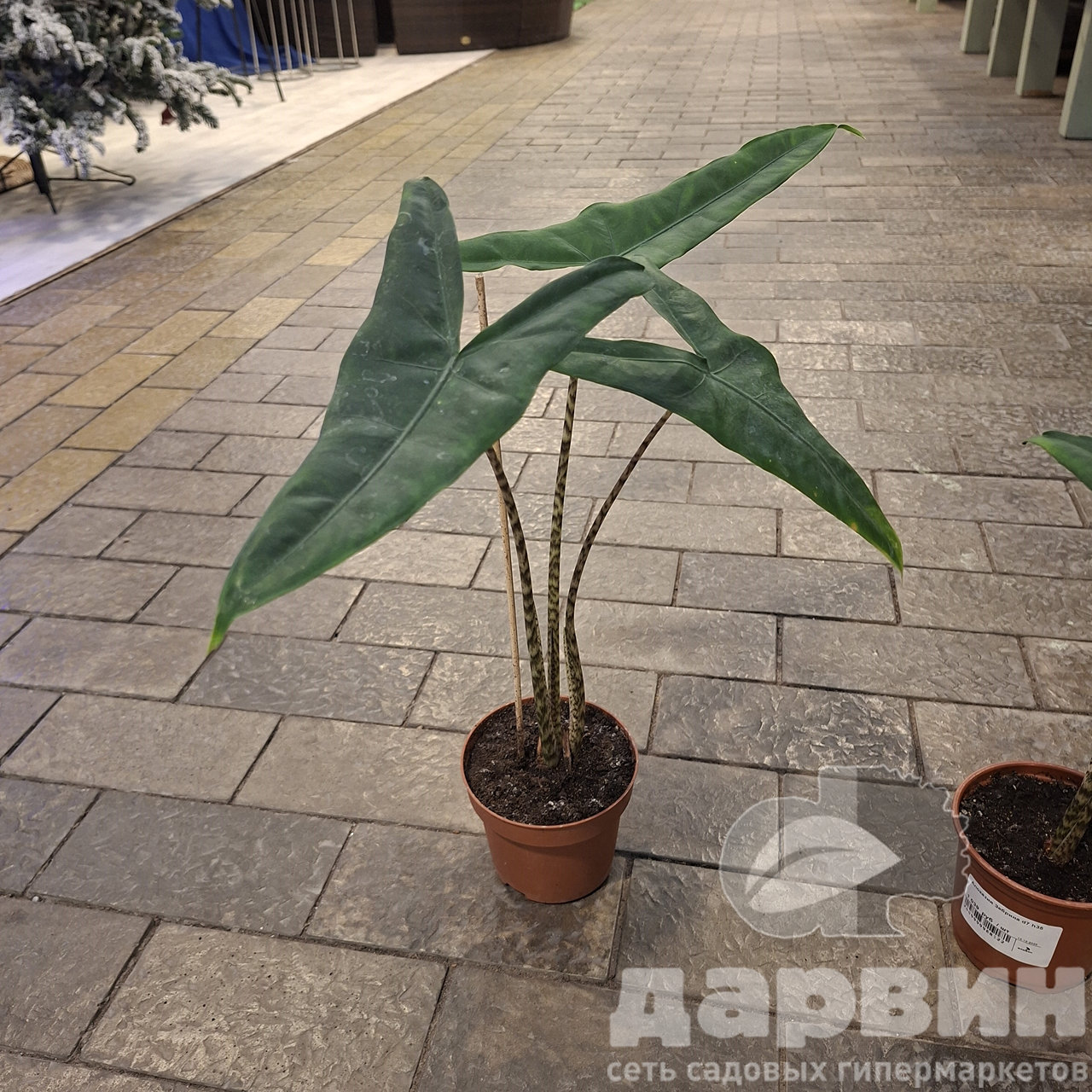 Алоказия Зебрина d7 h35 