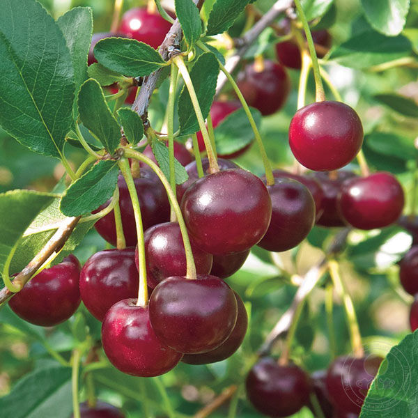 Вишня карликовая Кармин Джуэл средн v2 Cl 