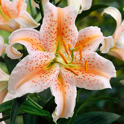 Луковица НВМ Лилия Восточная Салмон Стар 12/14 3 шт 