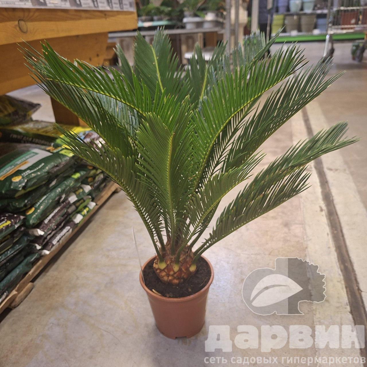 Цикас Революта d14 