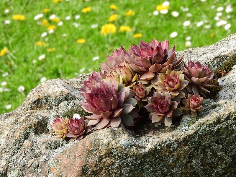 Молодило Чивалри р9 Sw 