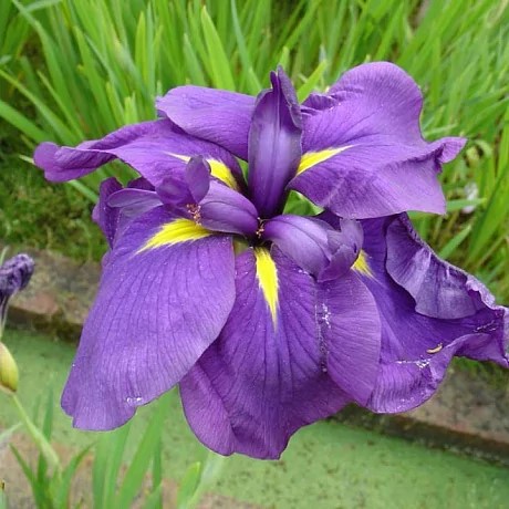 Корневище Ирис японский Пепл Парасол, Поиск 