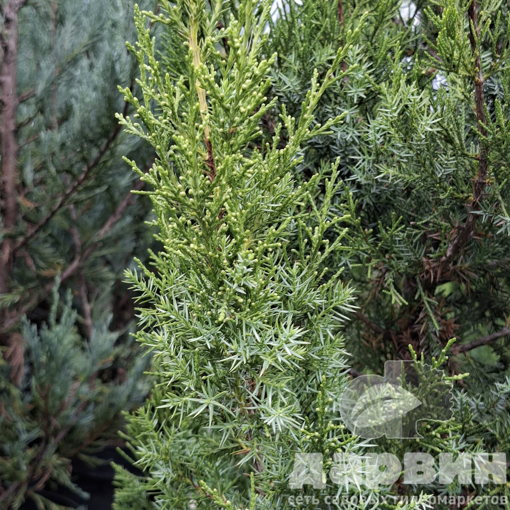 Можжевельник китайский Обелиск C7,5/10 120-140 Bor 