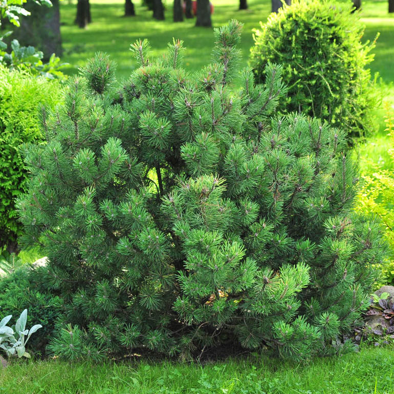 Растение сосна горная 100-125см Tw 