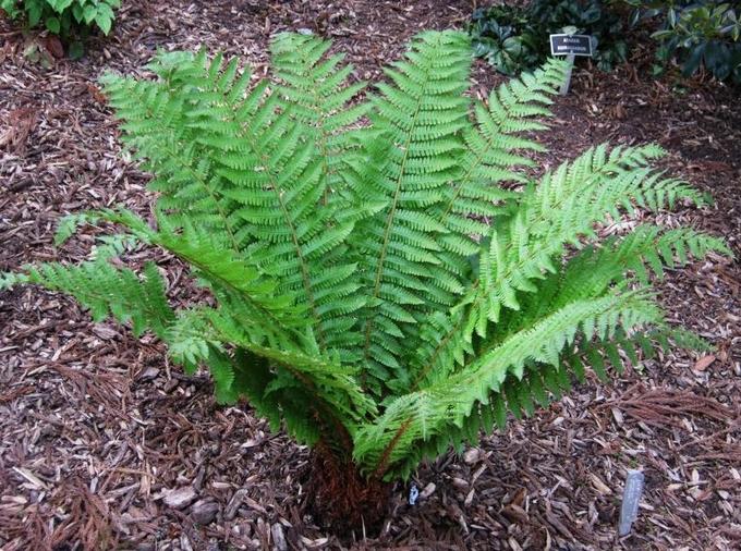 Папоротник Щитовник толстокорневищный, С5, ЦО 