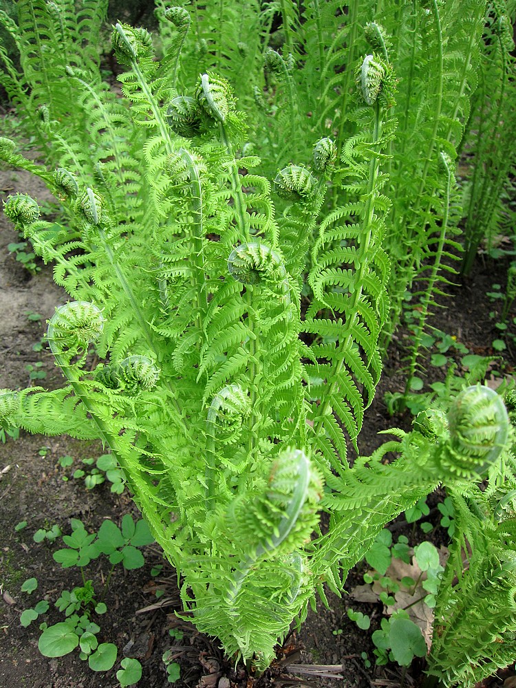 Папоротник Страусиное перо с2-7 