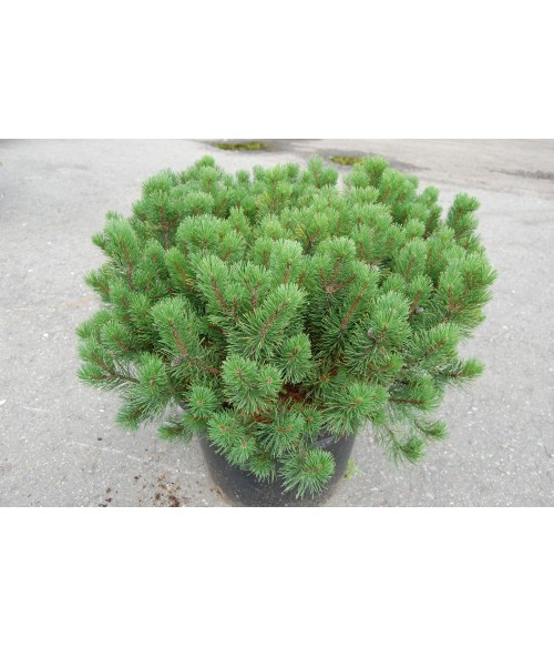 Сосна горная Мугус v12 50-60 