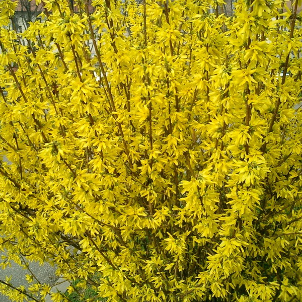 Форзиция промежуточная Голдрауш v5 40-60 Tw 