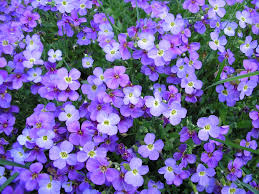 Обриета Р9 Ег 