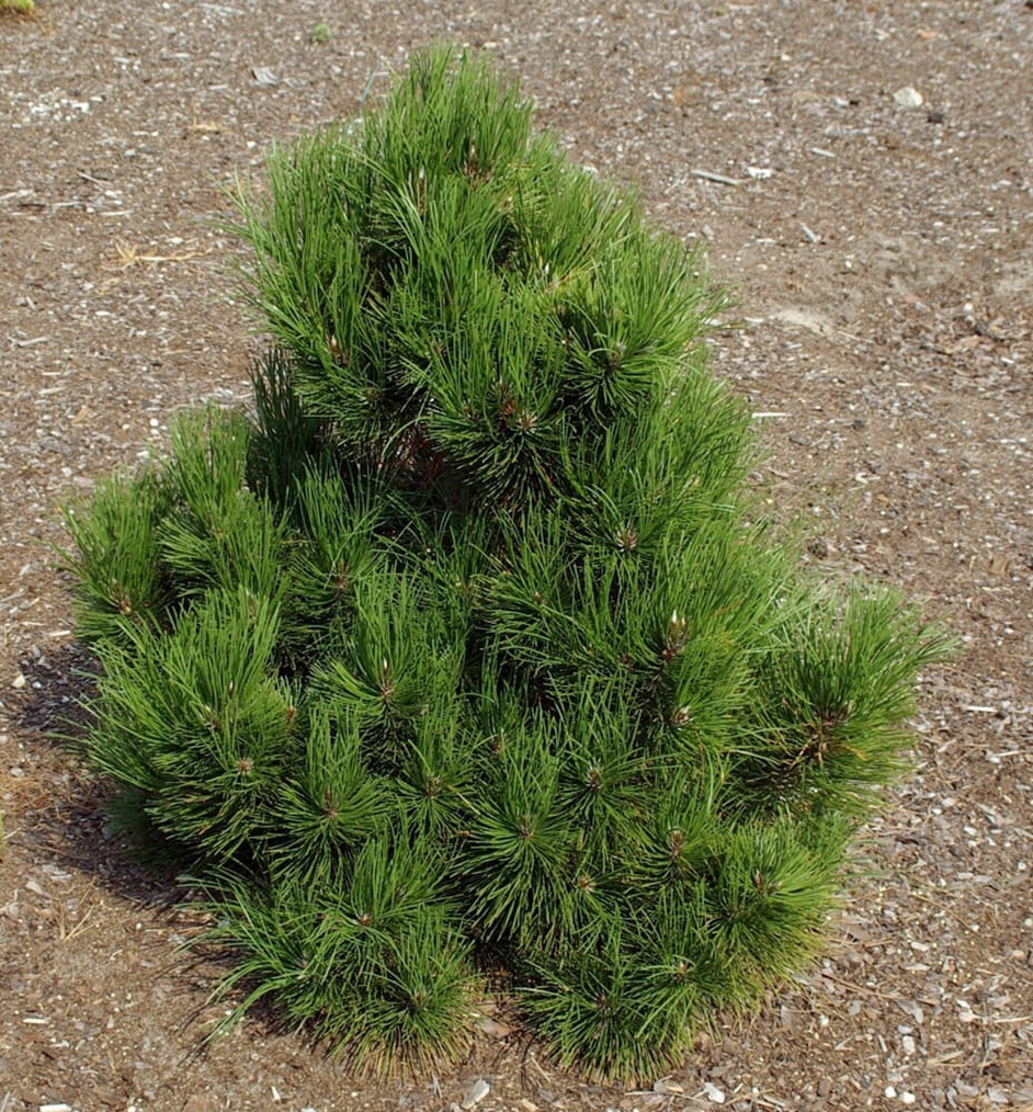 Сосна Гельдрейха Малинки 25-30 cm cont. 4,0L Mt 