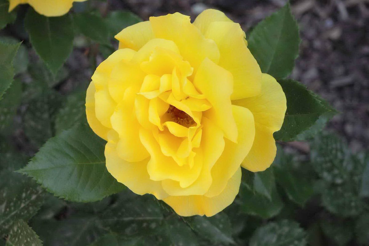 Роза флорибунда Штутгардия v5 