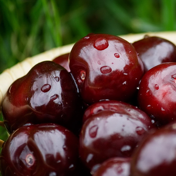 Вишня Апухтинская v7/10 120-140 Tim 