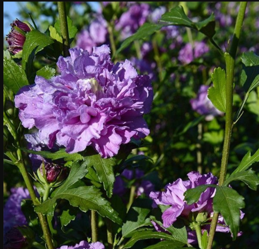 Гибискус сирийский Френч Кабарет Пурпл v2 20-40 Lav 