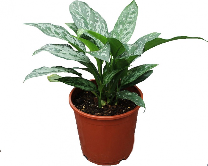 Аглаонема Гринлайт d17 h45 