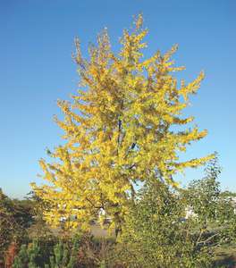 Клен серебристый Лациниатум Виери v3-5 Tim 