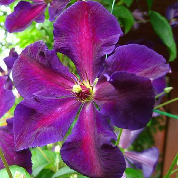 Клематис Тучка С2 CL 