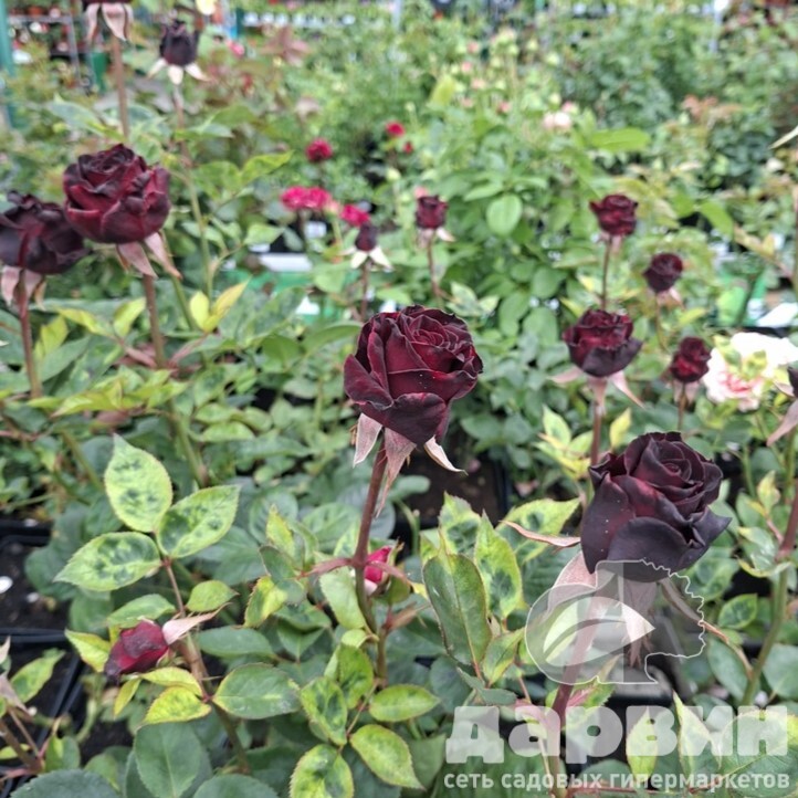 Роза чайно-гибридная Блэк Бакара  v5 Lav 