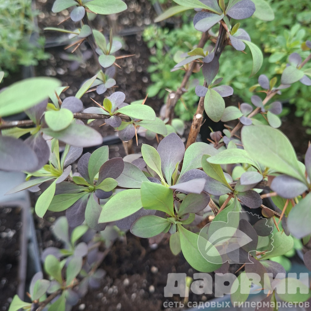 Барбарис оттавский Аурикома v5 Lav 