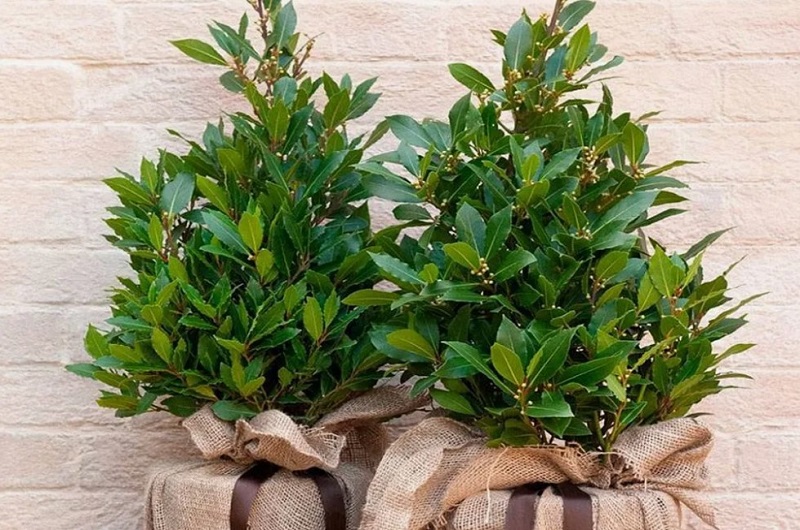 Посадите лавр в комнате 