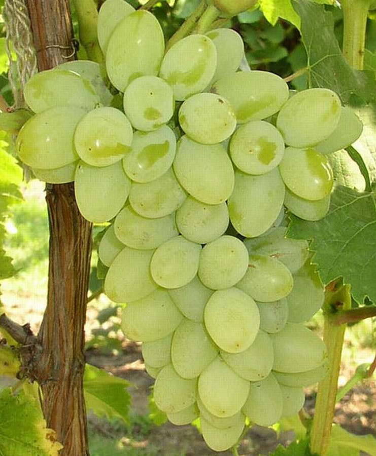 Виноград плодовый Находка АЗОС, желтый v5 Tim 