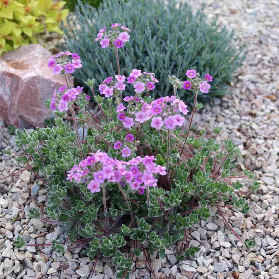 Проломник ветвистый р9 Sw 