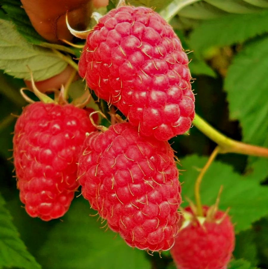 Малина Маросейка красн. в коробке Tim 