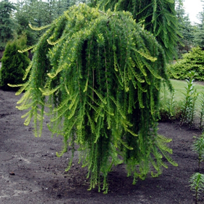 Растение лиственница кемпфера Стив Випер C18, 220-250 Bor по цене  Растение лиственница кемпфера Стив Випер C18, 220-250 Bor