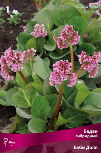Кореневище Бадан гибридный Бэби Долл 1шт Поиск 