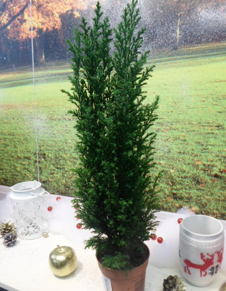 Кипарисовик лавсона Элвуди d13 h40 