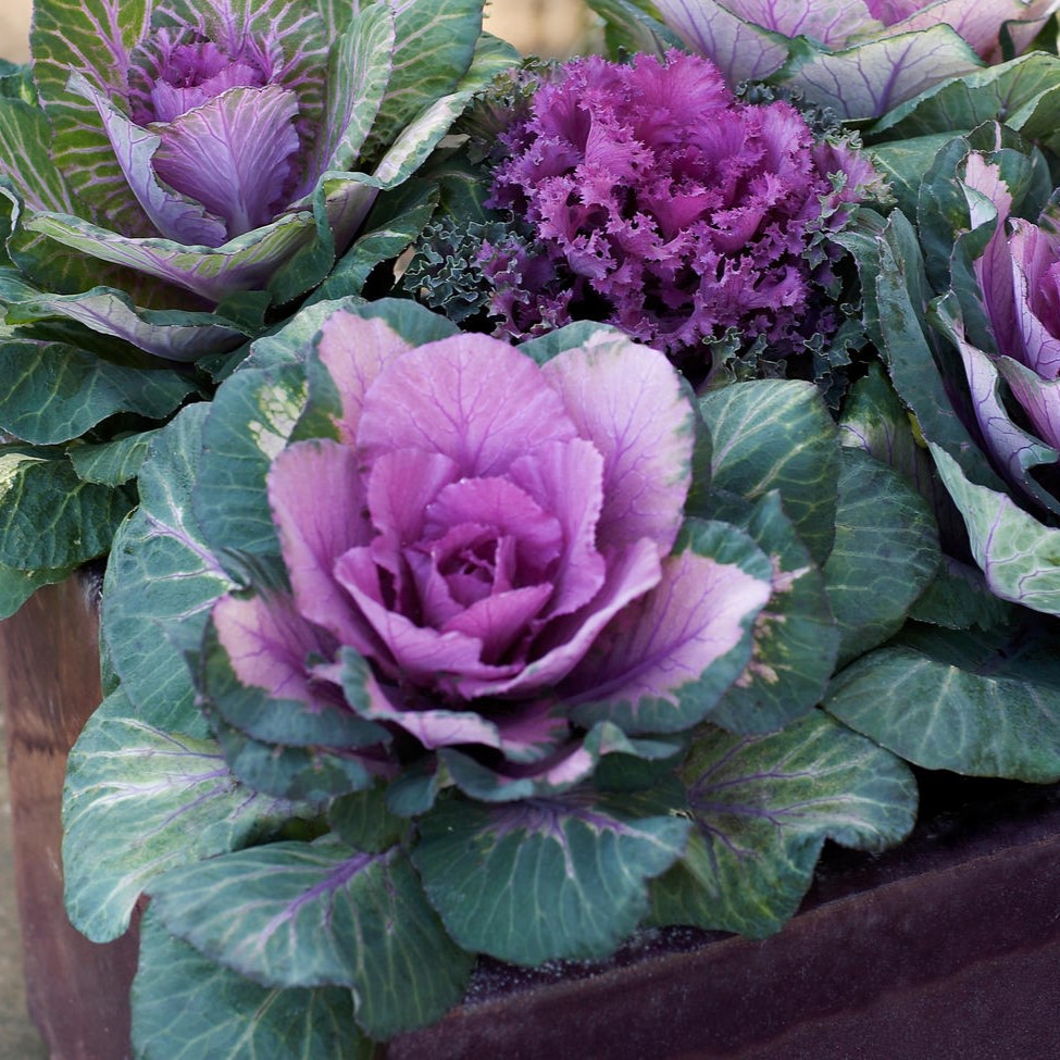 Капуста декоративная d12 Tim 