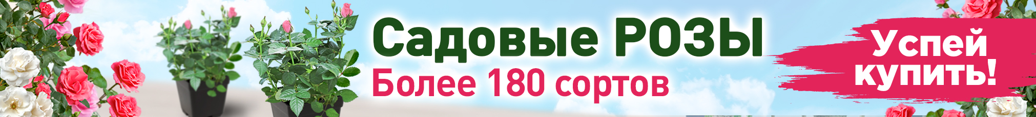 Розы