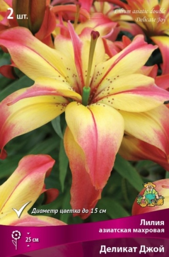 Луковица Лилия азиатская махровая Деликат Джой  2шт Поиск 
