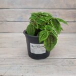 Пилея Мун Вэлли d12 