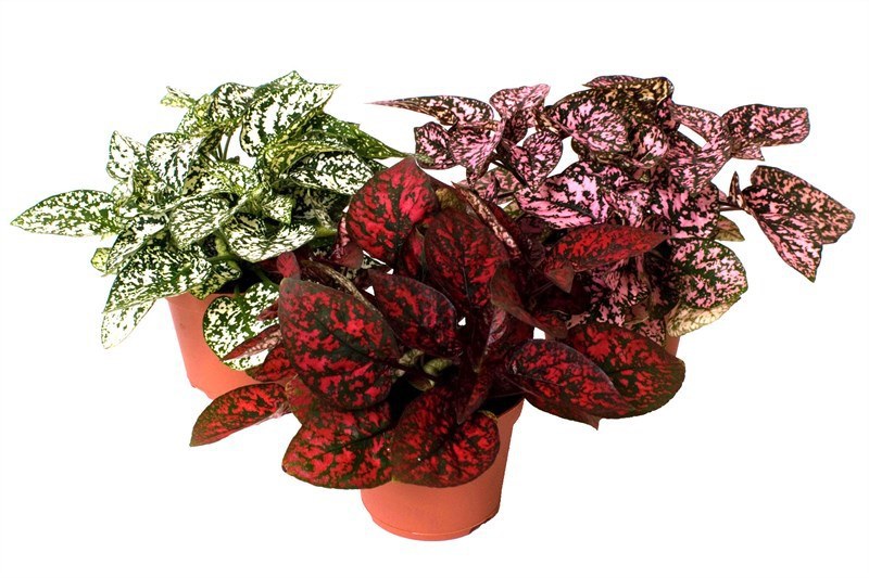 Гипоэстес  Плант микс d8 h10 ХР 